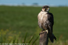Roofvogels